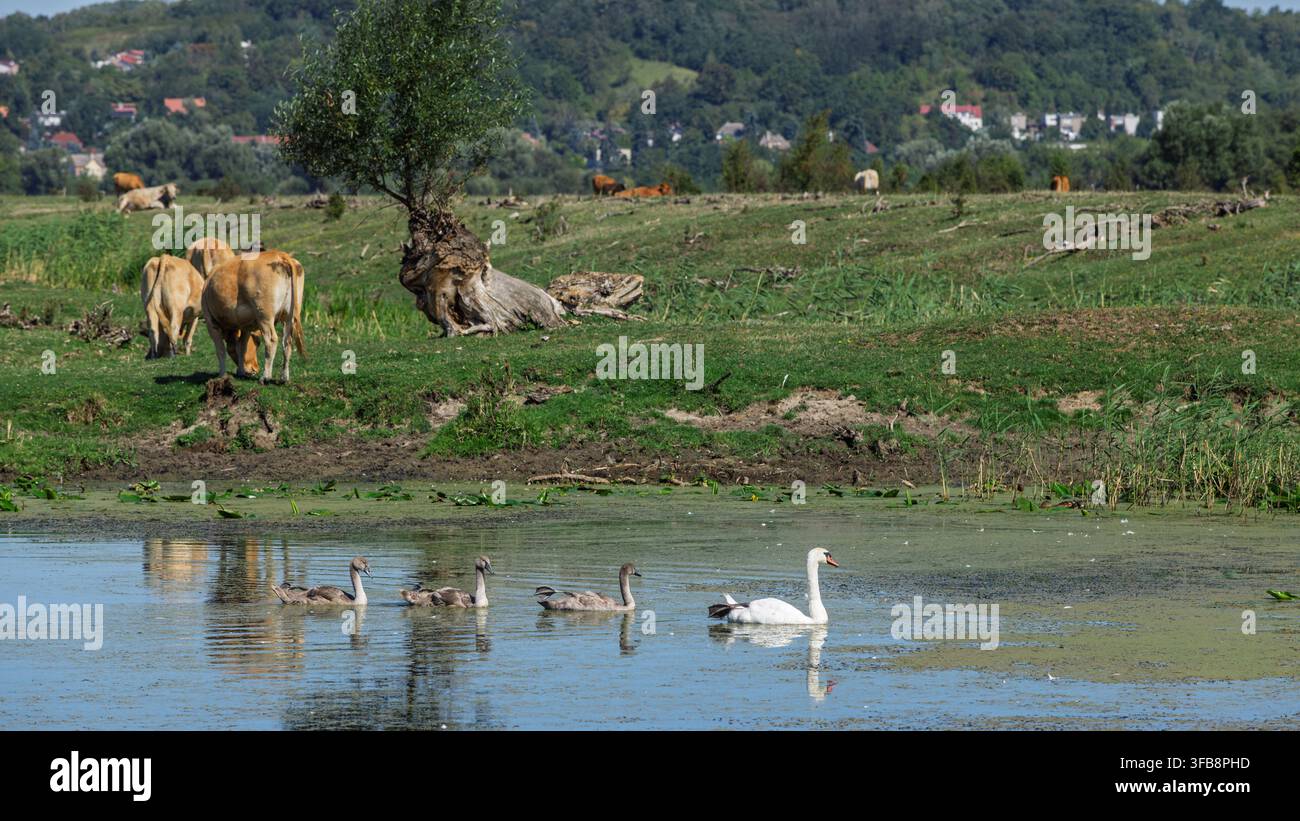 Un cigno adulto bianco seguito da tre cignetti grigi che nuotano in uno stagno calmo, con diverse mucche marroni che pascolano su una collina erbosa vicino a un vecchio ceppo d'albero Foto Stock