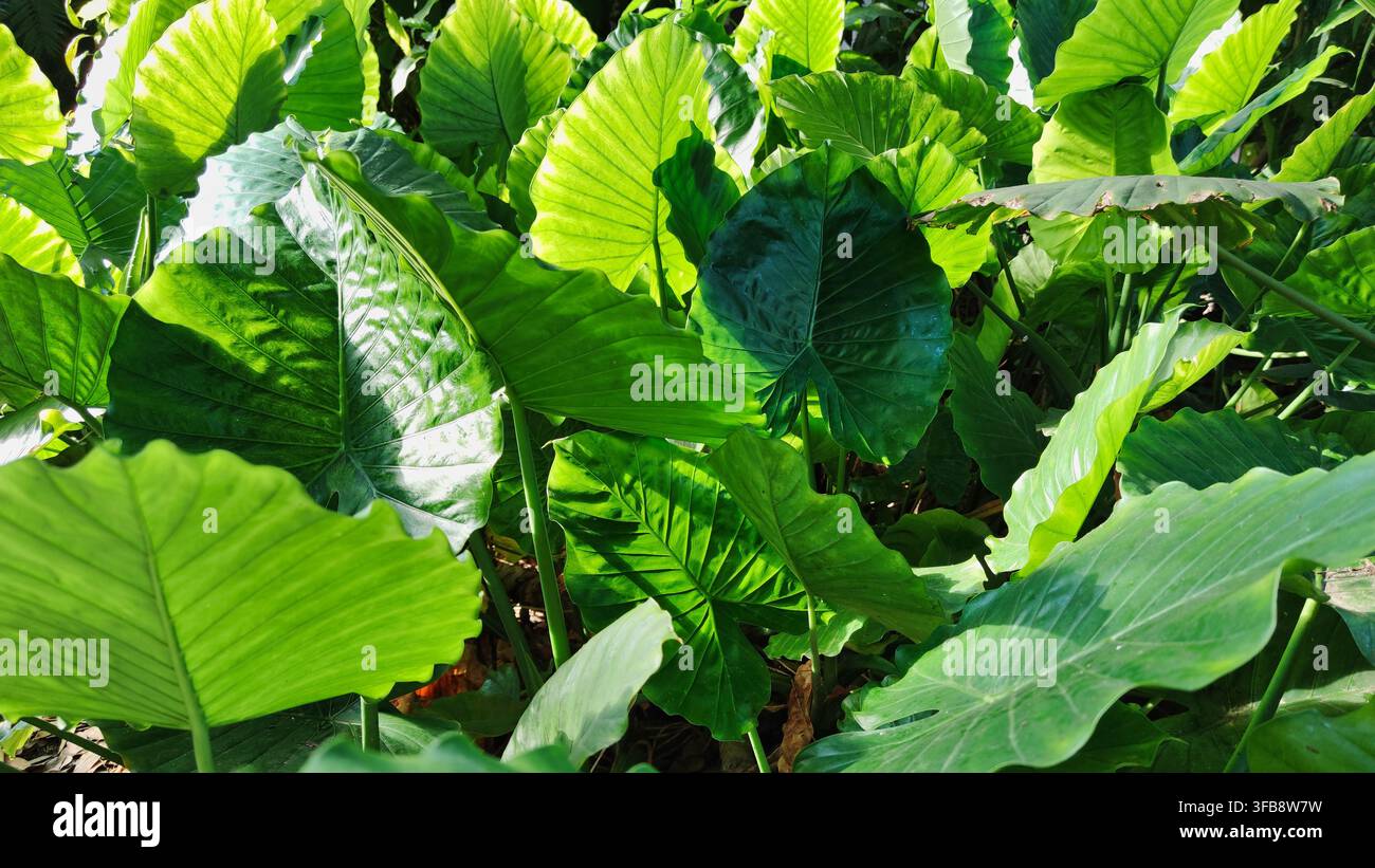 Foglie verdi nel giardino botanico di Valencia Foto Stock
