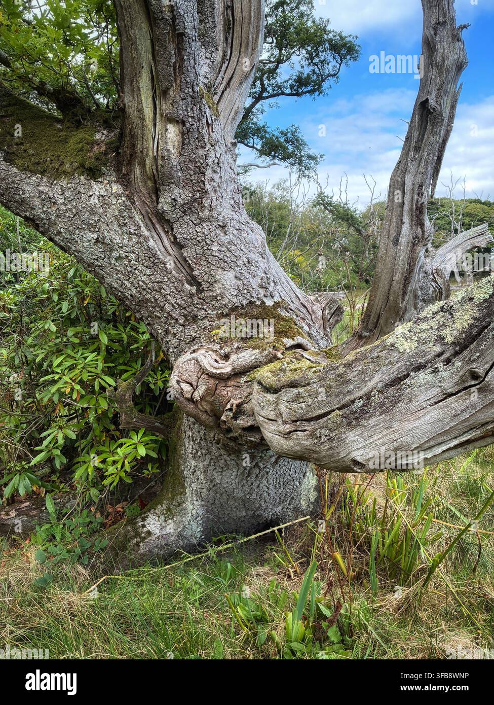 Vecchio quercia nodosa in Scozia, Regno Unito Foto Stock