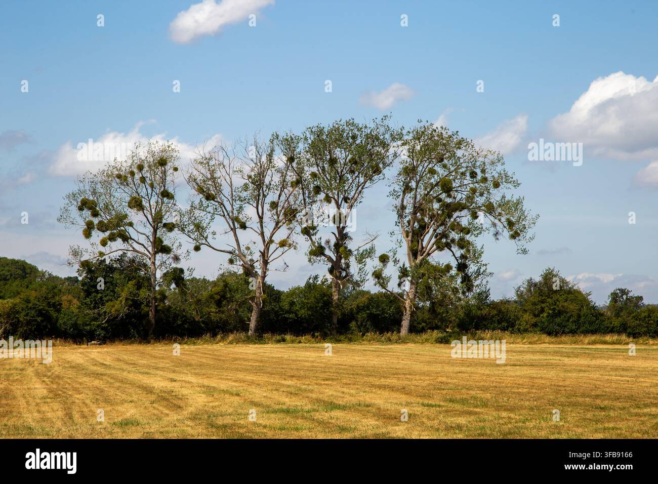 Filiera di alberi decidui — molto probabilmente pioppi (Populus sp.) — pesantemente infestati da grandi grumi verdi e sferici di vischio europeo (Viscum album) Foto Stock