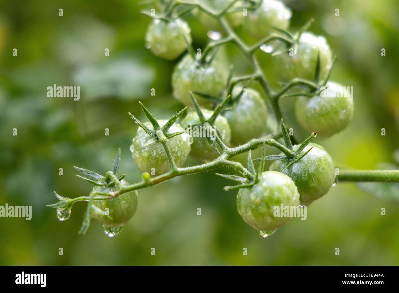 Grappoli di piccole pomodori verdi immaturi ricoperti di gocce d'acqua crescono su una vite in un giardino estivo, illustrando l'orticoltura, prodotti freschi Foto Stock