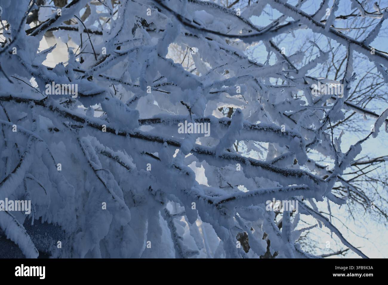 Fusti di alberi pesantemente ricoperti di neve e brina in inverno, che formano una texture naturale bianca e blu intricata contro il cielo pallido. Foto Stock