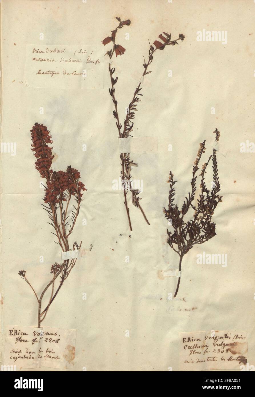 Una pagina di un testo botanico, con descrizioni di Erica vagans, Erica vulgaris e Calluna vulgaris, con note sui loro habitat, inclusi boschi e montagne. Foto Stock