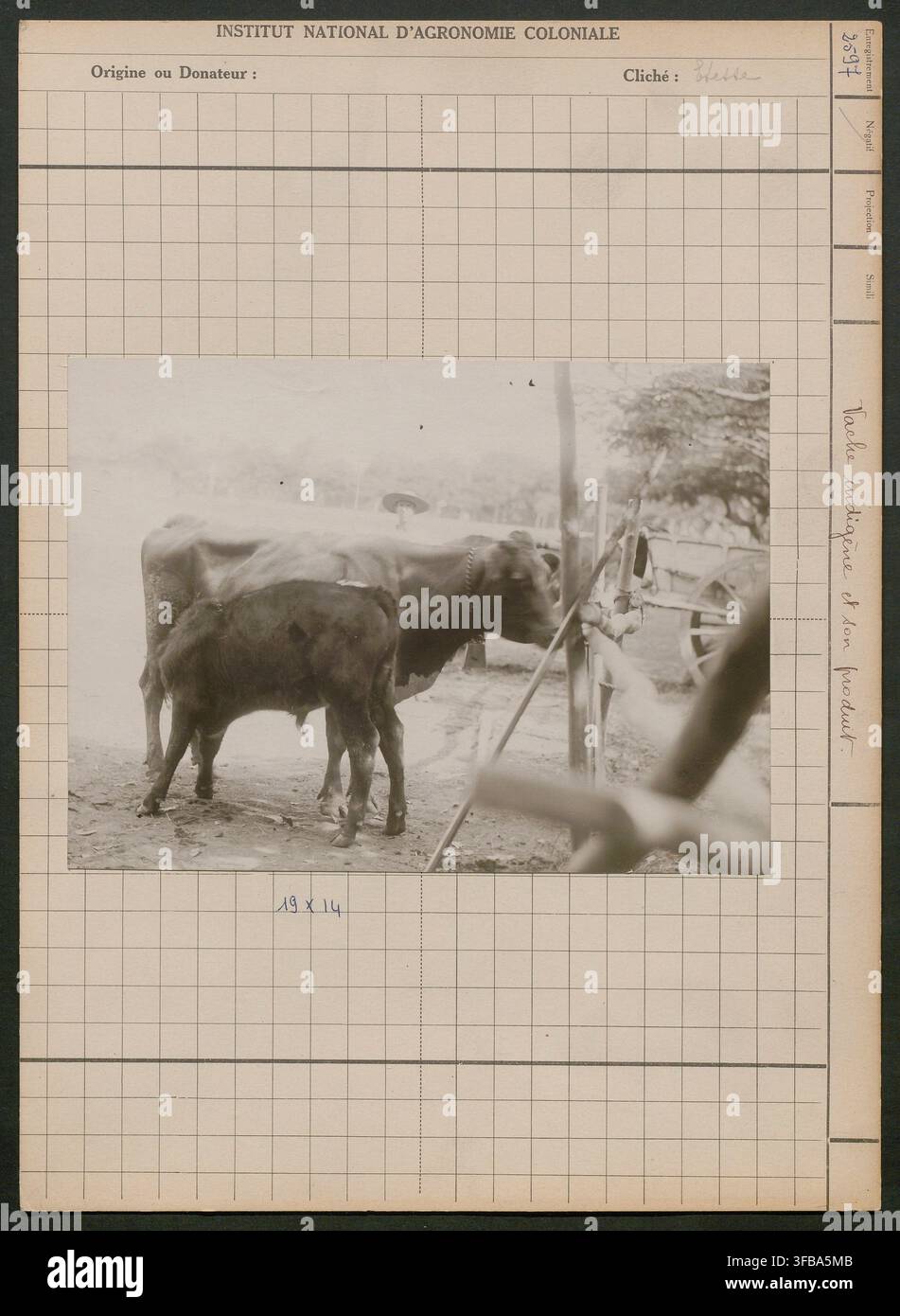 Una fotografia del XX secolo di due mucche indigene in piedi all'aperto, di Marius Etesse, un fotografo, con un cartello che recita "Institut National d'Agronomie Coloniale" e che descrive le mucche come non produttive. Foto Stock