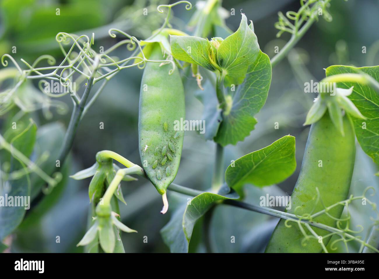 Peste dei piselli, afide dei piselli, Acyrthosiphon pisum. Una colonia su una coltura di piselli verdi. Foto Stock