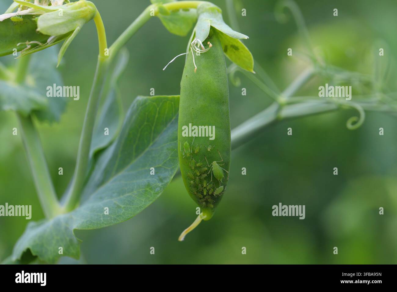 Acyrthosiphon pisum, comunemente noto come afide dei piselli (e colloquialmente noto come delfino verde, pidocchio dei piselli e pidocchio del trifoglio) su un giovane pisello danneggiato Foto Stock