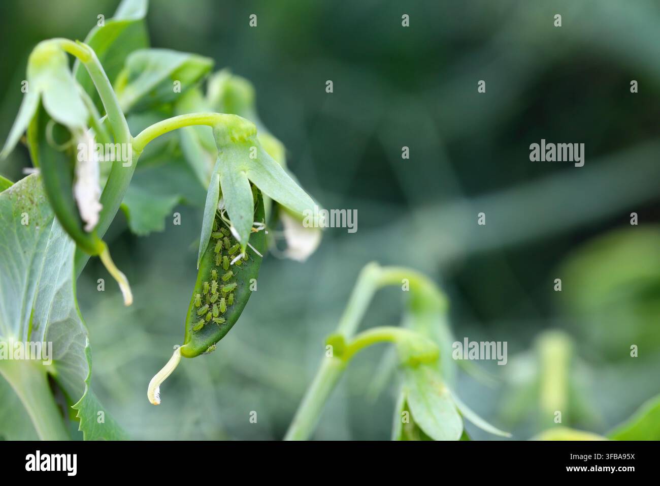 Acyrthosiphon pisum, comunemente noto come afide dei piselli (e colloquialmente noto come delfino verde, pidocchio dei piselli e pidocchio del trifoglio) su un giovane pisello danneggiato Foto Stock