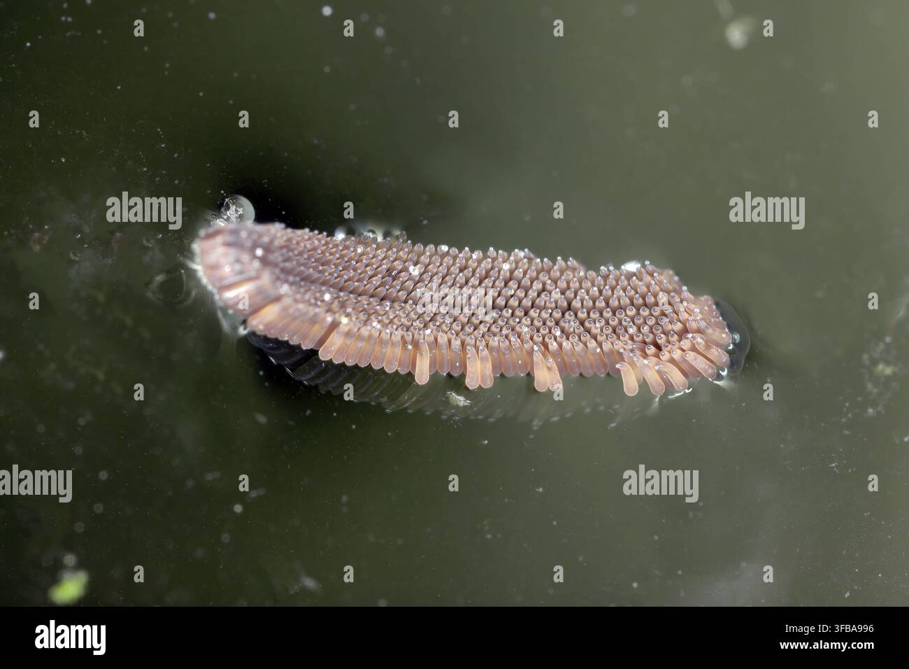 Culicine Mosquito insetto uova della sottofamiglia Culicinae Foto Stock