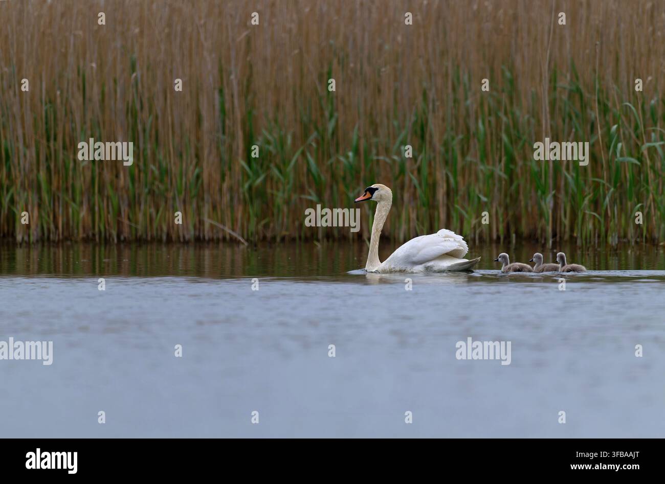 Cigno reale (Cygnus olor) con tre cignetti che nuotano sull'acqua Foto Stock