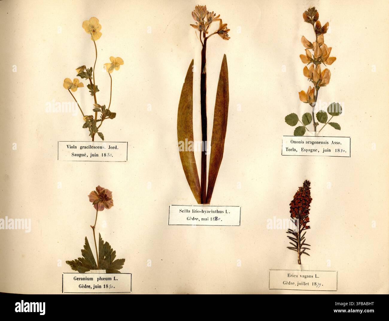 Una pagina da una collezione di esemplari botanici, con note su varie specie di piante, tra cui Viola gracilisceus, Ononis aragonensis, Scilla litio-hyacinthus, Geranium phaeum ed Erica vagans, raccolte nella regione dei Pirenei, con date che vanno dal 1830 al 1879. Foto Stock