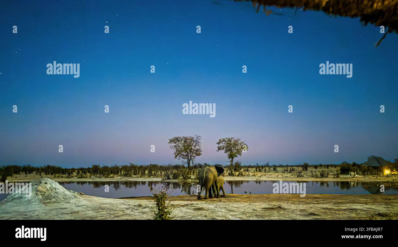 Elefanti africani a un abbeveratoio sotto un cielo notturno stellato, Parco nazionale di Hwange, Zimbabwe Foto Stock