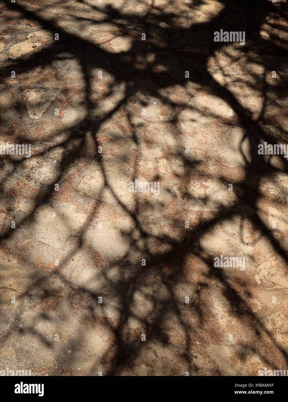 Ombre di rami d'albero proiettate su un terreno di pietra illuminato dal sole Foto Stock