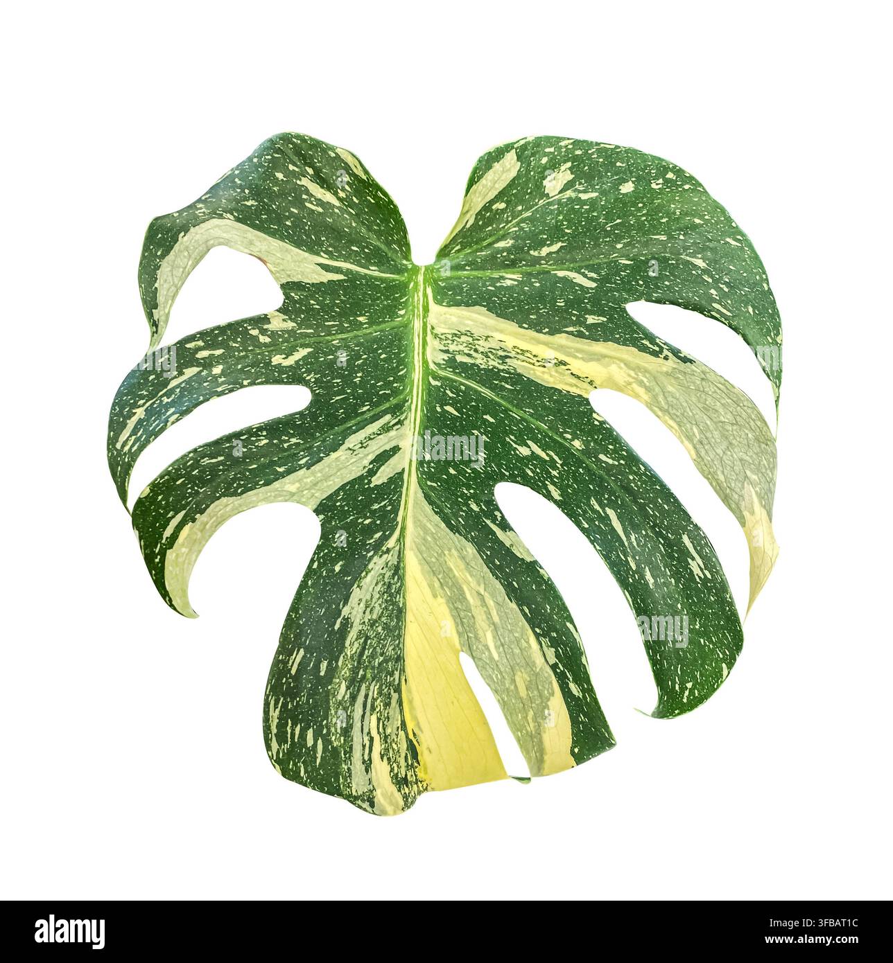 Foglia di Monstera variegata isolata su sfondo bianco, pianta tropicale da interno con fogliame verde e crema, pianta botanica esotica, giardinaggio indoor e Foto Stock