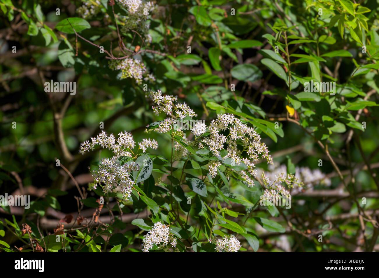 Ligustro cinese (Ligustrum sinense). Ha fiori bianchi profumati disposti a panicoli che fioriscono in primavera. Foto Stock