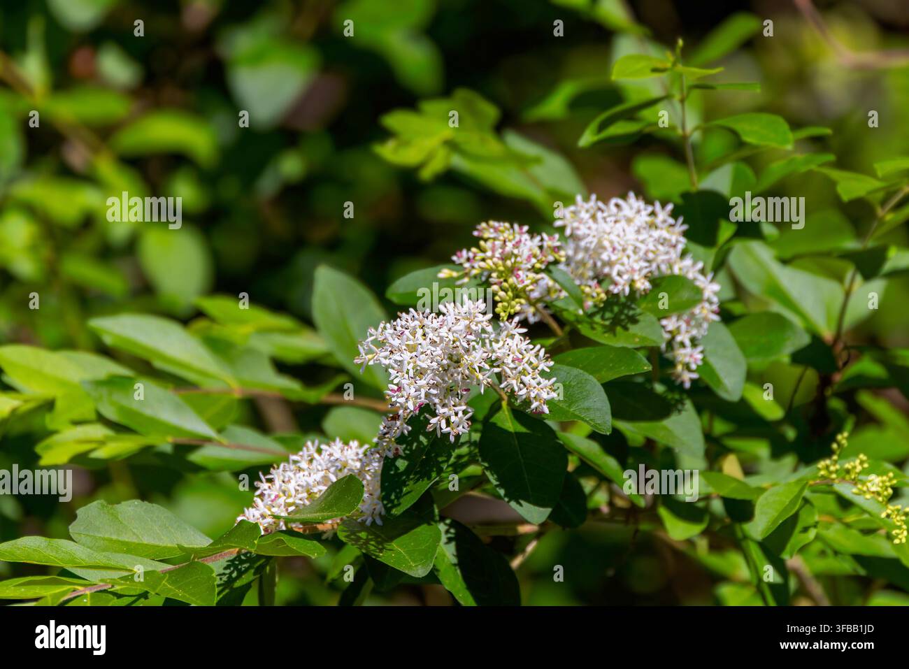 Ligustro cinese (Ligustrum sinense). Ha fiori bianchi profumati disposti a panicoli che fioriscono in primavera. Foto Stock