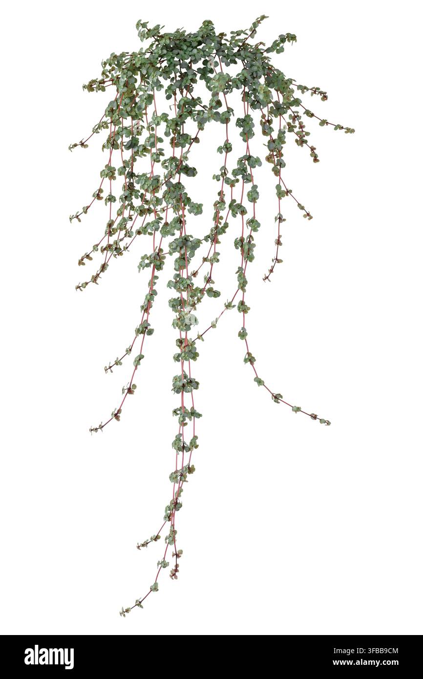 Pilea libanensis pendente con una piccola foglia verde rotonda su stelo rosa a cascata isolato su sfondo bianco Foto Stock