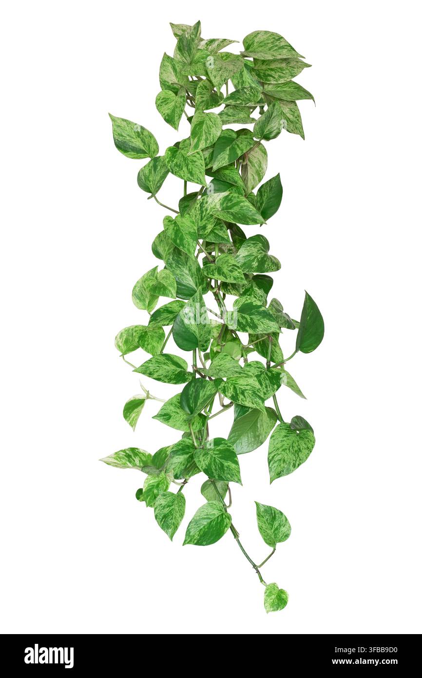 Vite di Pothos Marble Queen pendente con foglie variegate verdi e bianche a forma di cuore, isolata e ritagliata su sfondo bianco Foto Stock