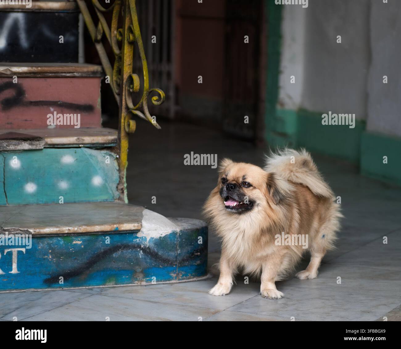 Tibetano Spaniel carino, piccolo e marrone vicino a una scala a L'Avana, Cuba Foto Stock