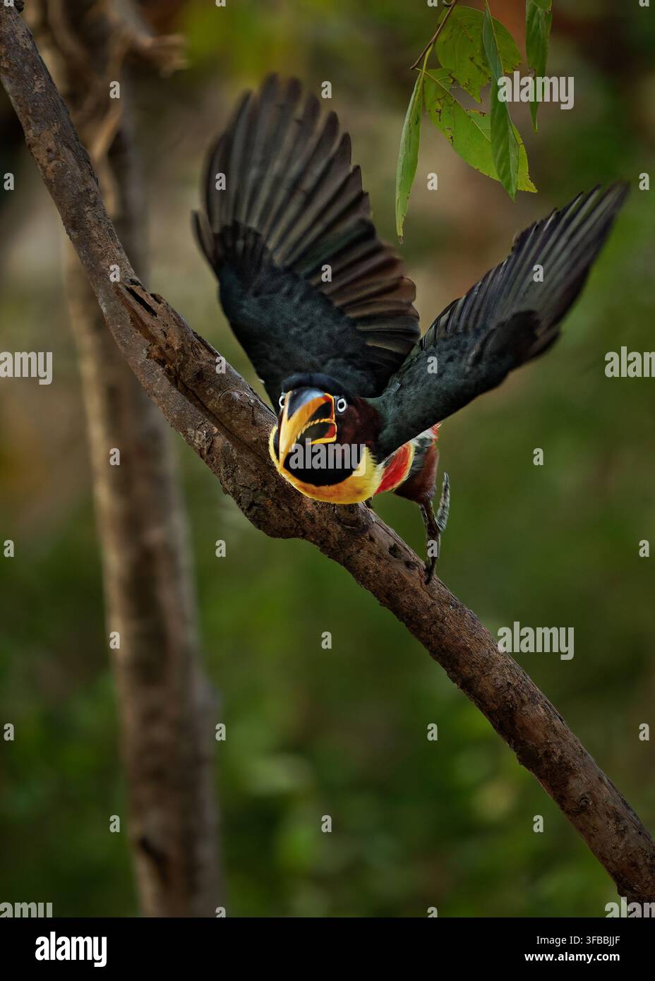 Aracari dall'orecchio castano Pteroglossus castanotis che vola con le ali aperte verso la fotocamera, becco aperto, piccolo tucano colorato, Pantanal amazzonico Sud America Foto Stock