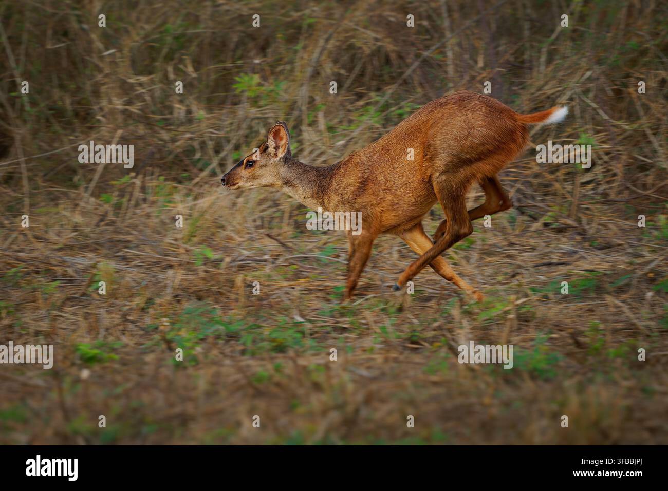 Cervo brocket grigio Subulo gouazoubira che corre tra l'erba secca, lampo della coda bianca, sfocatura del movimento, piccola specie di cervo agile, Pantanal Sud America wildli Foto Stock