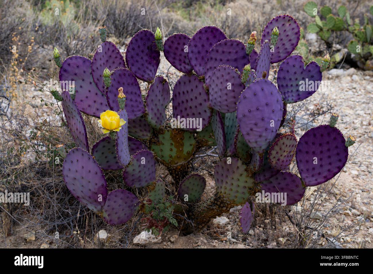 Fico d'India viola (Opuntia Macrocentra) lungo la Catalina Highway (conosciuta anche come Mt. Lemmon Highway). Tucson, Arizona, USA Foto Stock