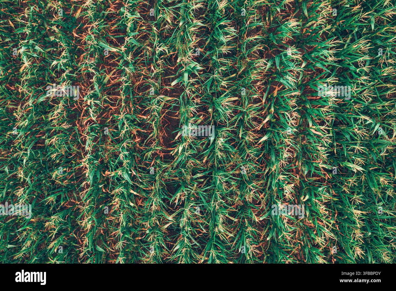 Ripresa aerea dall'alto di un campo di mais strutturato con file simmetriche. Concetto di agricoltura di precisione, monitoraggio delle colture, agricoltura industriale e cibo Foto Stock