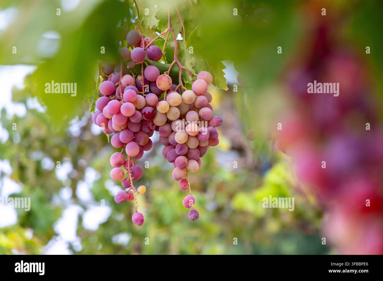 Grappoli di succose uve rosa e viola maturano sulla vite, circondati da una vegetazione verde rigogliosa alla luce soffusa del sole Foto Stock