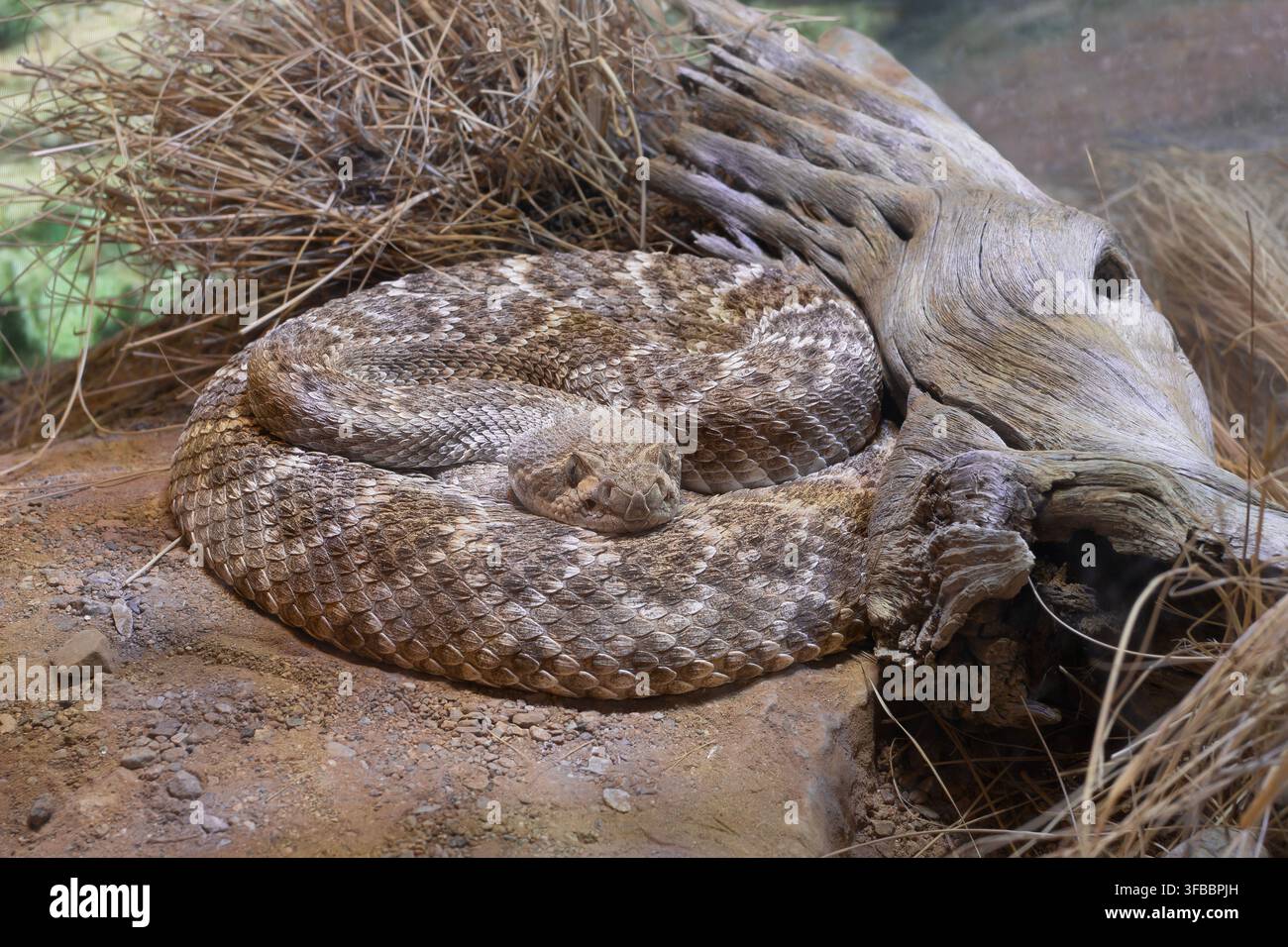 Vipera dal dorso diamantato occidentale (Crotalus atrox). Museo del Deserto di Arizona-Sonora. Tucson, Arizona, USA Foto Stock