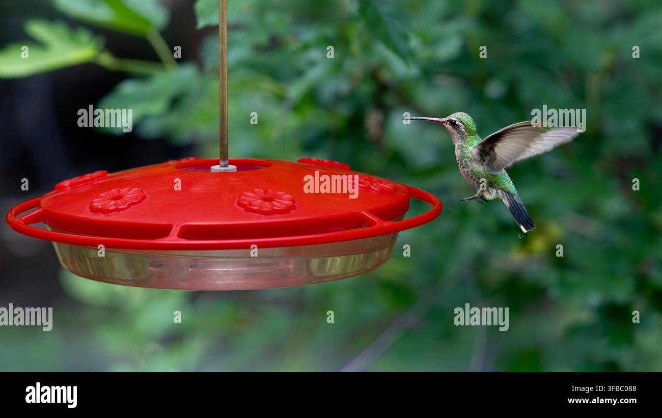 Colibrì femmina dal becco largo al mangiatoio. Centro Paton per i colibrì. Patagonia, Arizona, USA Foto Stock