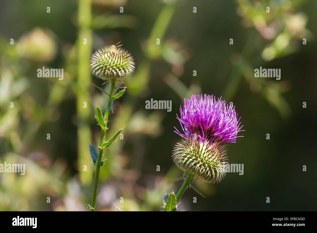 Fiori di cardo alla luce del sole con sfondo verde sfocato Foto Stock