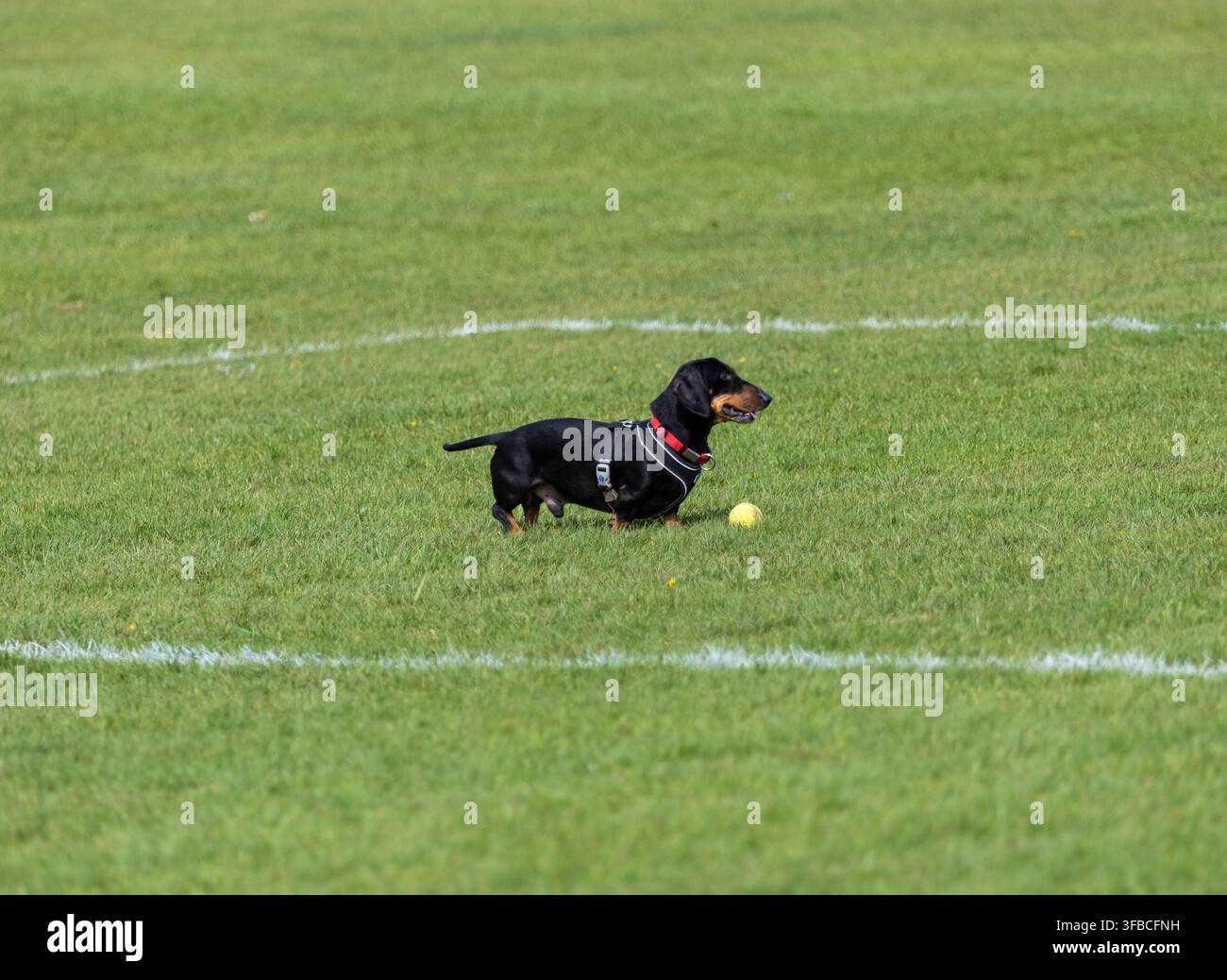 Adorabile cane salsiccia gioca con una palla su un campo di rugby al campus della Bath Spa University Foto Stock