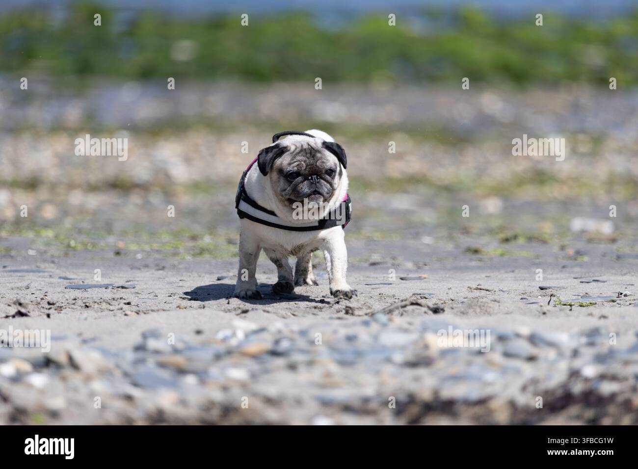 Carlino che corre verso la fotocamera su una spiaggia sabbiosa in Galles Foto Stock