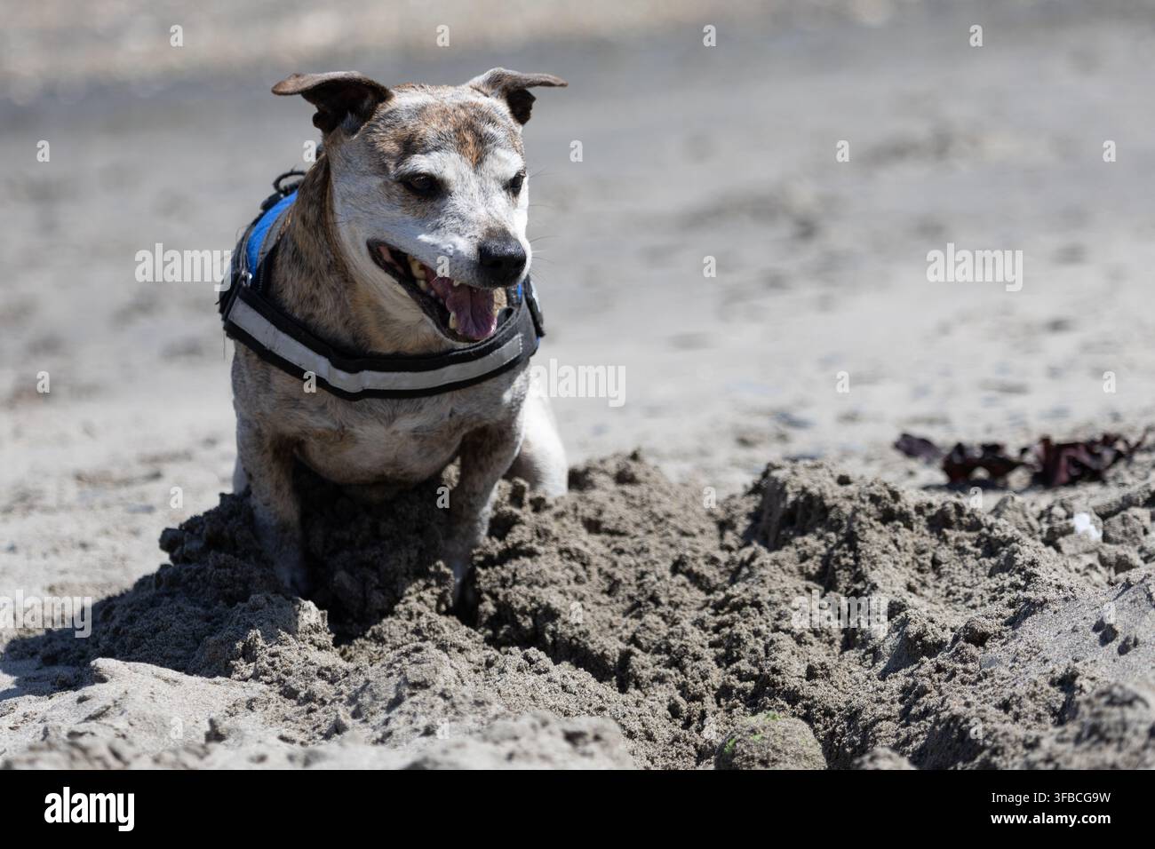 Uno Staffordshire Terrier / Jack Russel felice che scava nella sabbia su una spiaggia in Galles Foto Stock