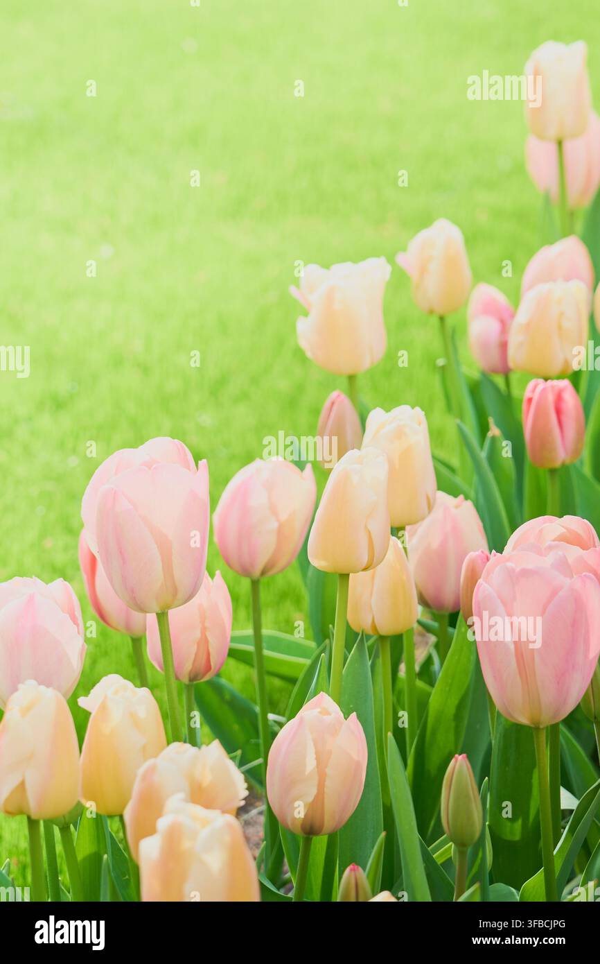 Tulipi rosa e crema morbidi in fiore su un prato verde, sfondo floreale elegante di un giardino primaverile. Foto Stock