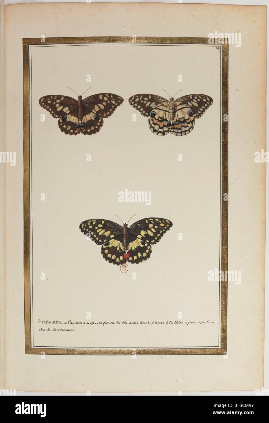 Un disegno del XVII secolo di farfalle e altri animali tratto dal set Recueil de Papillons, Oiseaux et Poissons, creato da Claude Aubriet, un designer francese per il Jardin du Roy, nel 1700. Foto Stock