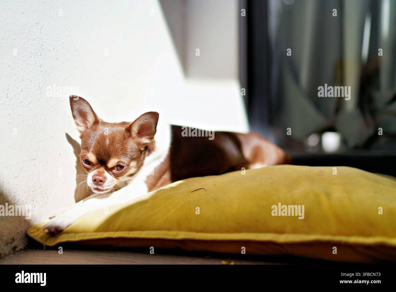 Chihuahua che riposa su un cuscino giallo al sole Foto Stock