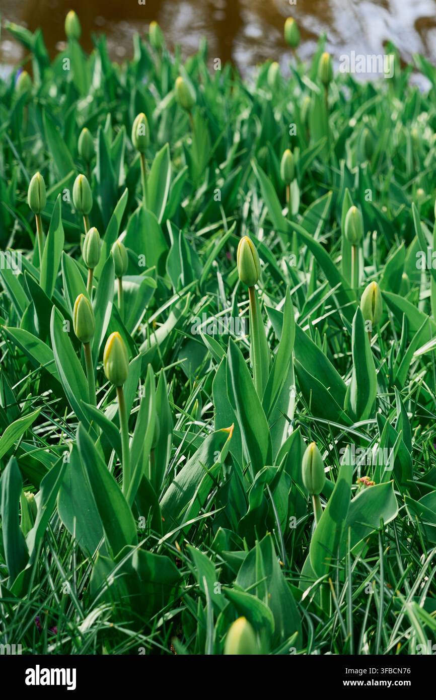 Boccioli di tulipani verdi freschi che emergono in un giardino lussureggiante in primavera prima della fioritura. Foto Stock