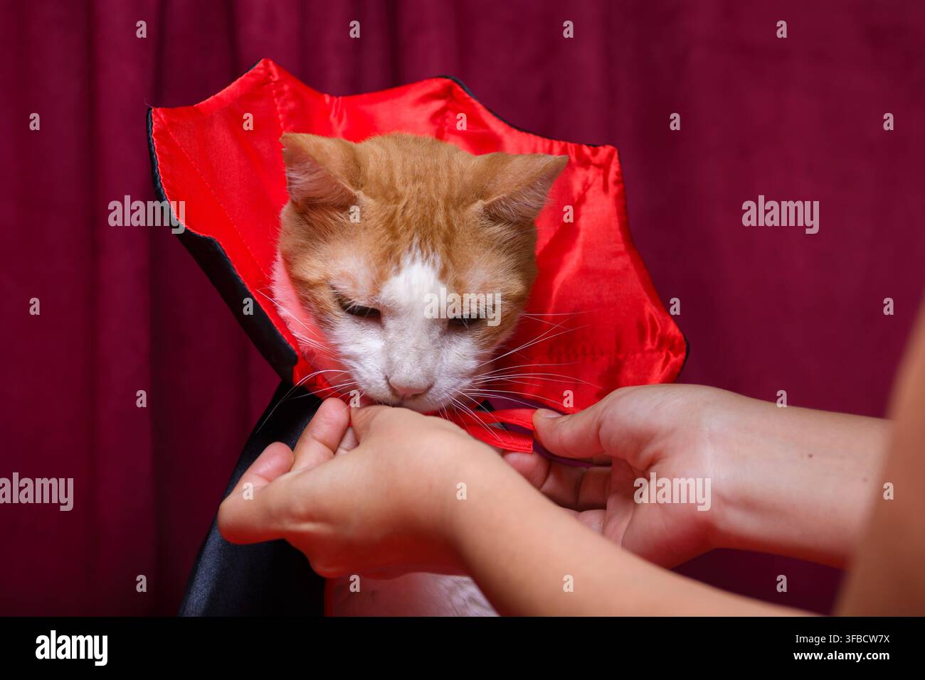 Una persona lega un mantello da vampiro rosso e nero intorno a un gatto arancione, preparando una scena giocosa e festosa per un costume di Halloween. Foto Stock