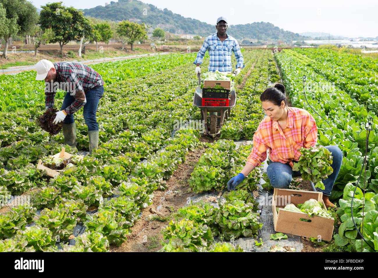 Gruppo multietnico di lavoratori agricoli che raccolgono la lattuga Foto Stock