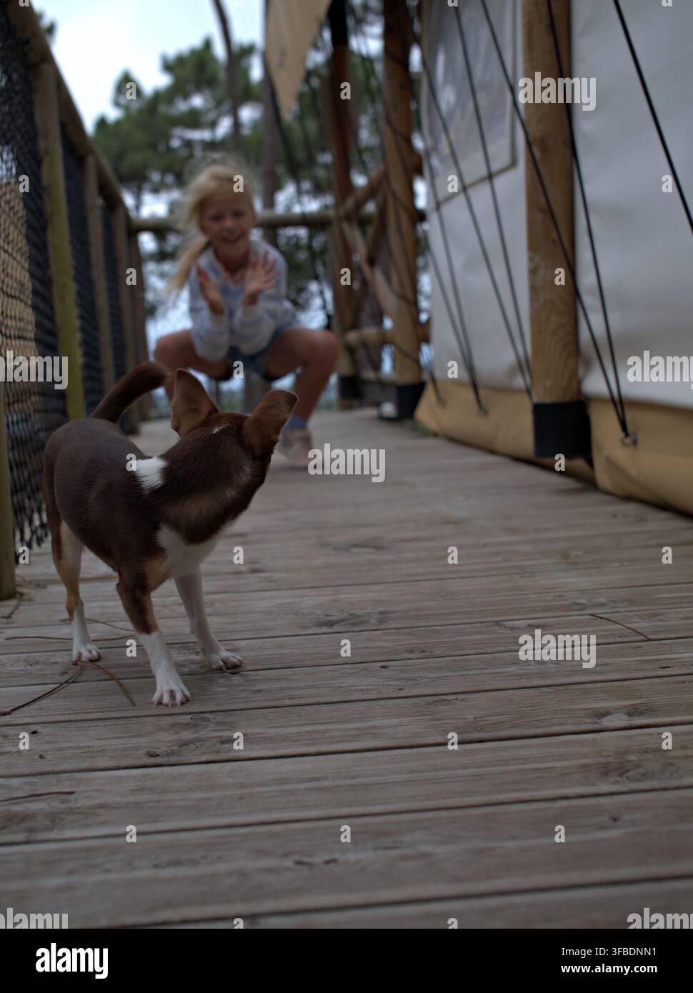Ragazza si accovaccia e chiama il suo chihuahua sul lungomare Foto Stock