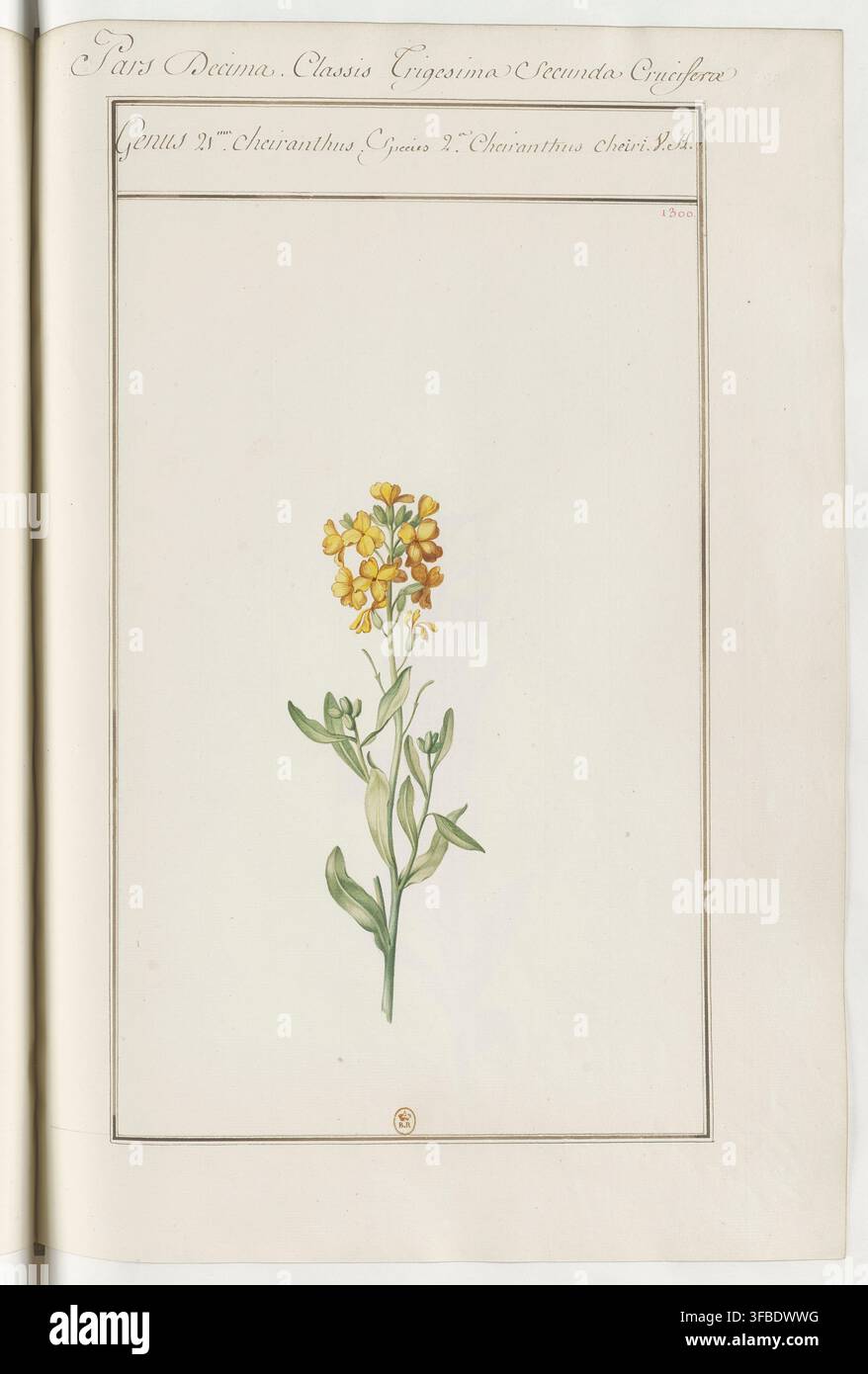 Un'illustrazione botanica del 1500 di Cheiranthus cheiri, noto anche come violino delle mura, della famiglia delle Crocifere, nel villaggio di La Celle-Saint-Cloud. Foto Stock
