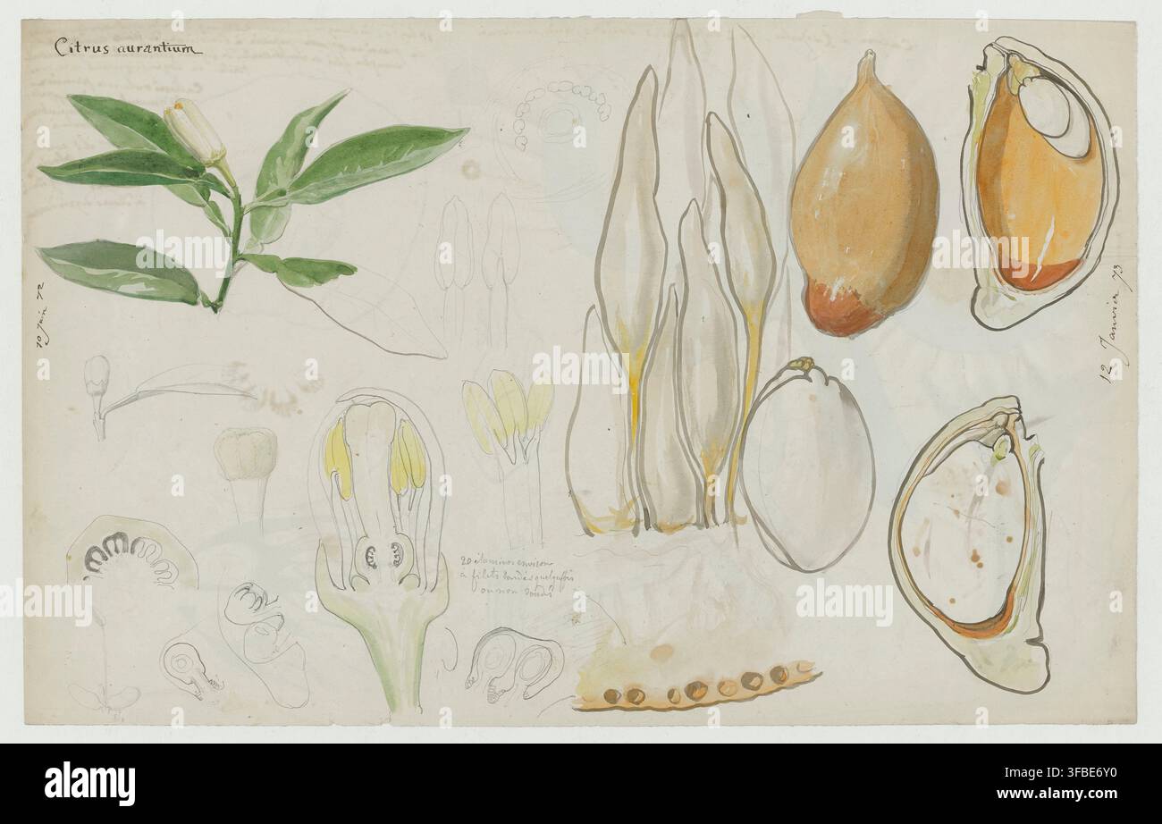 Un'illustrazione botanica di Citrus aurantium, datata 12 gennaio 1873, tratta da una serie di acquerelli di Charles Emile Cuisin, illustratore e incisore francese del XIX secolo. Foto Stock