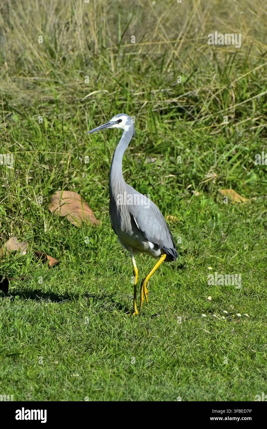 Un airone dal volto bianco si erge posato sull'erba verde, il suo corpo snello blu-grigio, il lungo becco appuntito e le zampe giallo brillante. Foto Stock