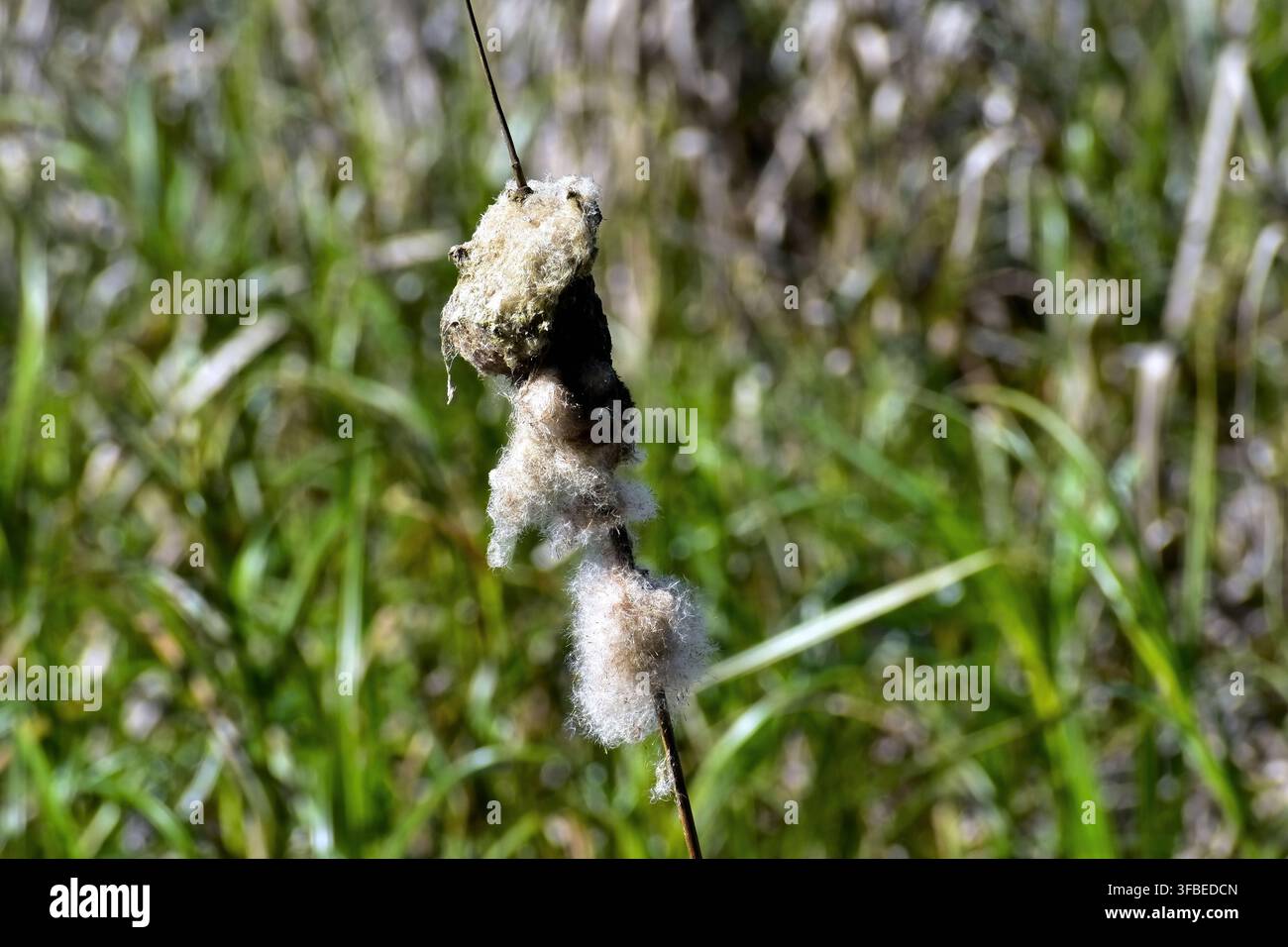 Una vista ravvicinata di una testa di seme di tifa che si disintegra, rivelando fibre morbide e cotoniose tra la vegetazione verde degli ambienti umidi circostanti. Foto Stock