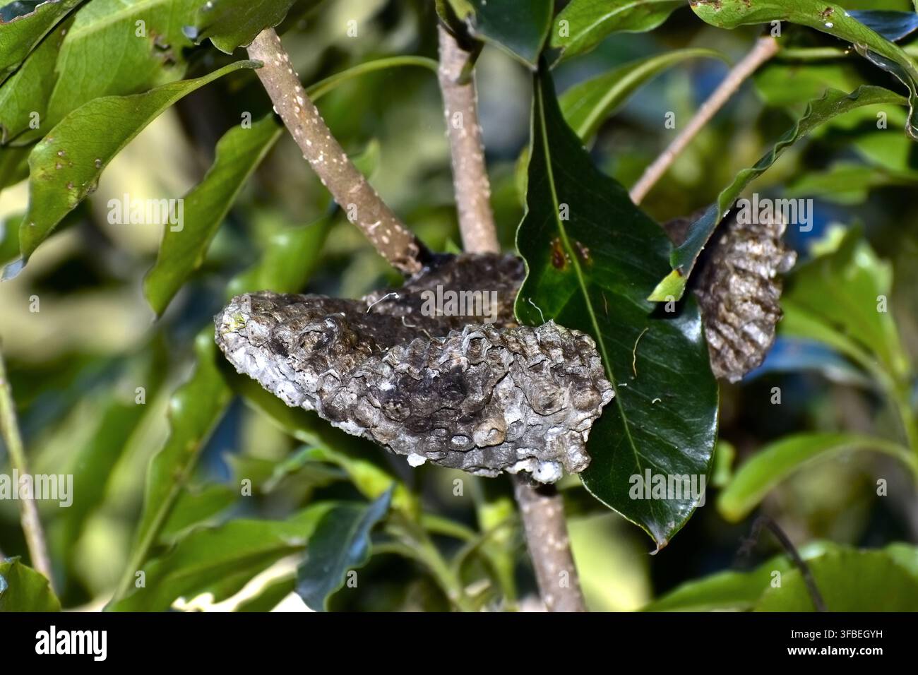 Un grande nido di vespe cartaceo è saldamente appoggiato su un ramo frondoso, la sua superficie stratificata grigio-marrone forma una struttura irregolare e ruvida. Foto Stock