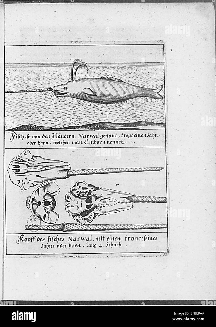 Una stampa del 1650 che illustra un narvalo e il suo cranio, con una descrizione in tedesco, tratta da un'opera sul Groenland, che mostra la testa del pesce e una sezione del suo zanne o corno, chiamata „Einhorn“ o unicorno. Foto Stock