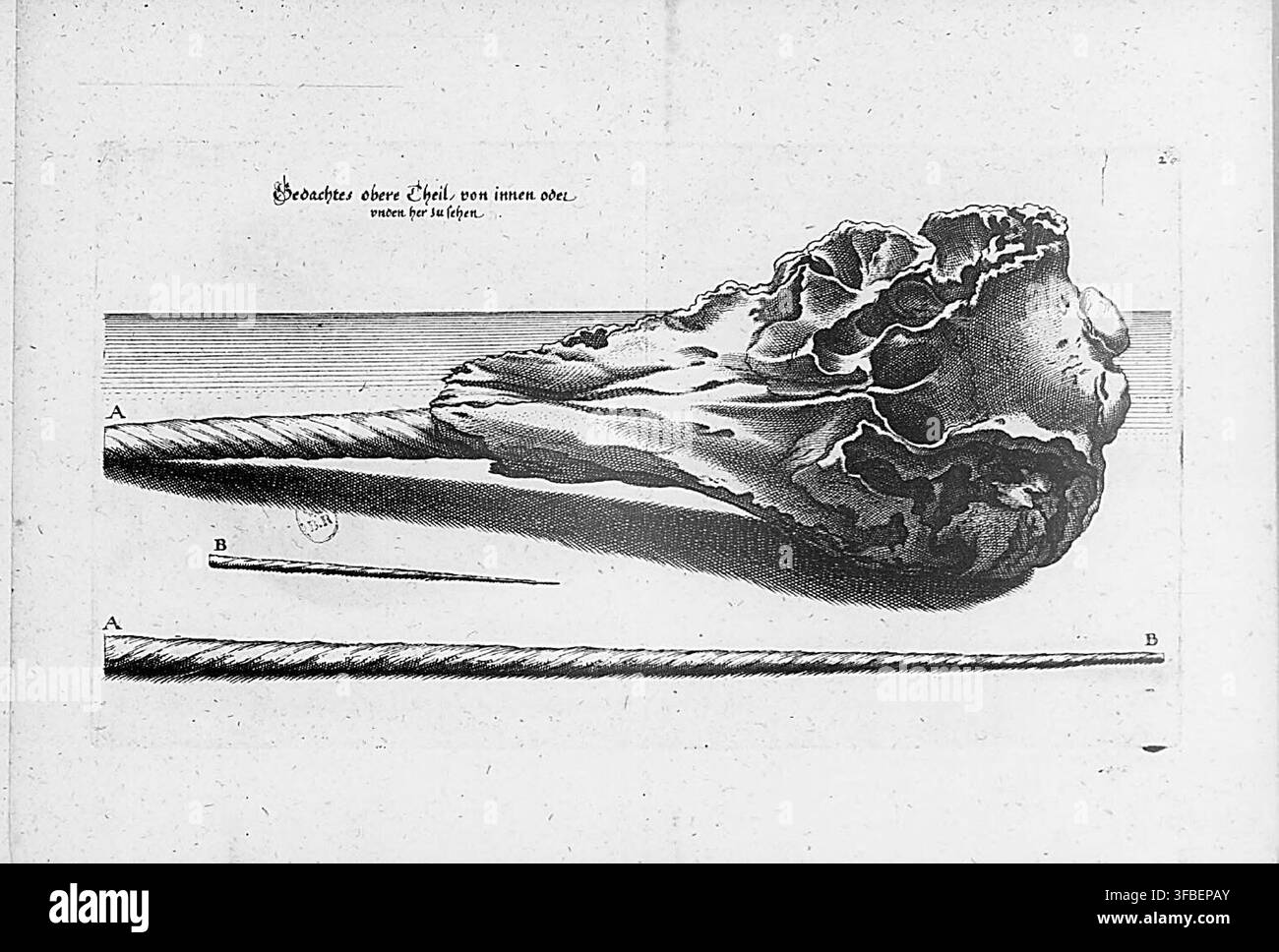 Una stampa del 1650 che presenta uno scheletro animale, con il testo "Gedachtes obere Theil, von innen oder vnden her zu sehen", relativa alla Groenlandia. Foto Stock