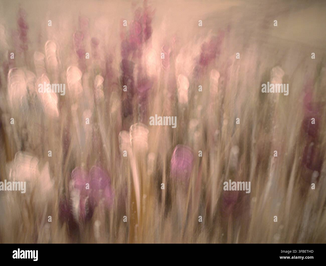 Fiori astratti in movimento con toni viola e beige Foto Stock