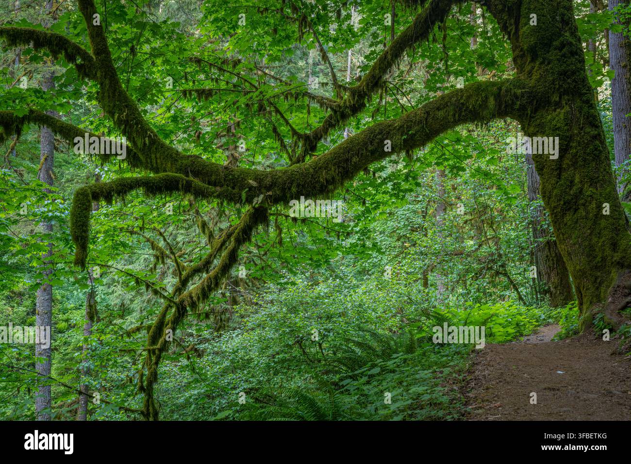 Scopri la foresta vivace e rigogliosa, animata da ricche tonalità di verde. Foto Stock