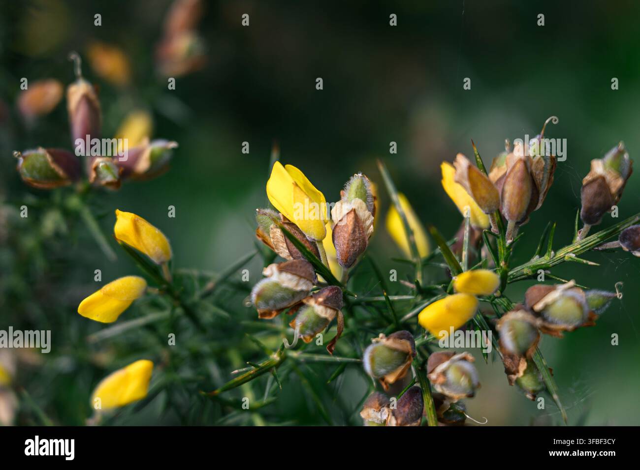 Prima vista dei fiori e delle gemme floreali di una pianta di Ulex europaeus (ginestra comune, ginestrone o spino bianco) Foto Stock